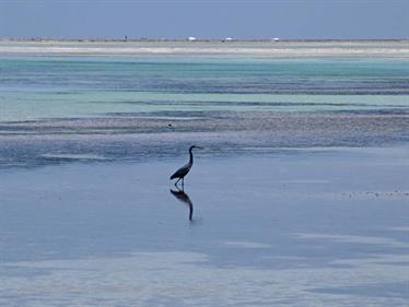 Beach walk, Zanzibar, DSC07392b